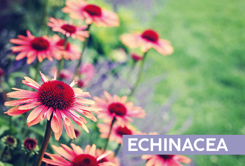 ECHINACEA