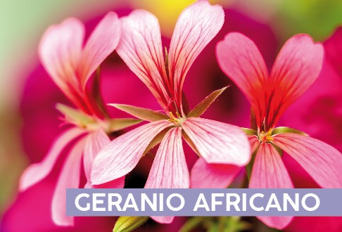 GERANIO AFRICANO